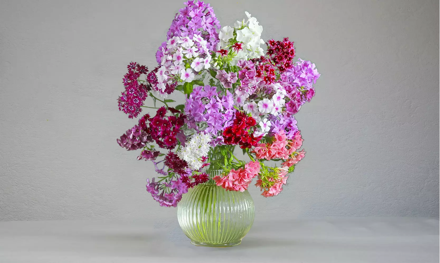 Colorful Mix Garden Phlox Bare Root Flowers (3-, 6-, 12-Pack With Planting Tool)