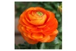 25 Ranunculus flower bulbs - one color or Mix - Second Medium
