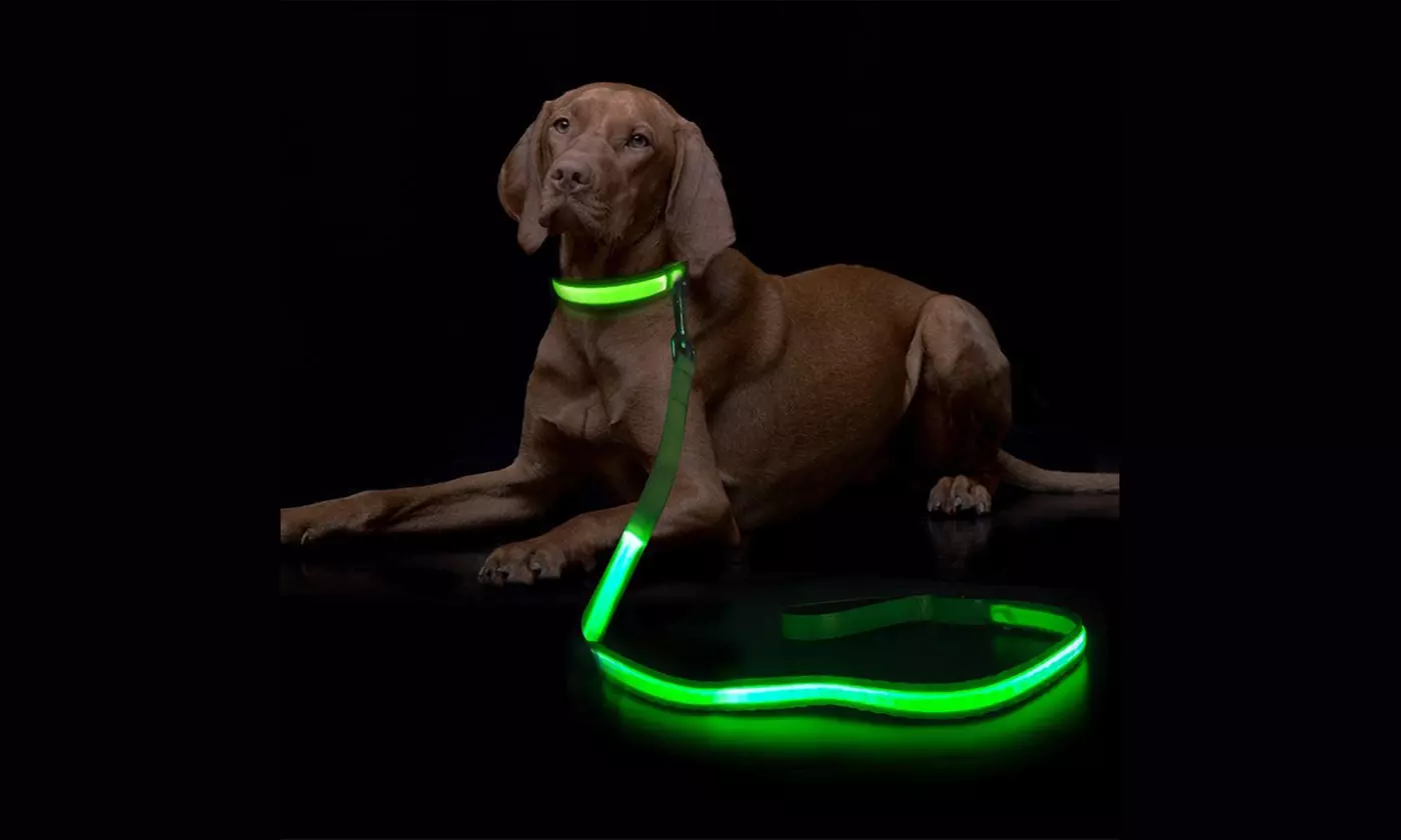 Safety Luminous LED Dog Light Up Collar Night Glow Adjustable Collar with Leash
