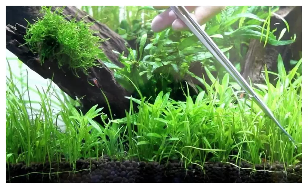 Micro Sword Bunch Lilaeopsis Novaezelandiae Live Aquarium Plants - Second Medium