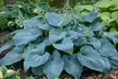 Shade Loving Low Maintenance Large Leaf Hardy Hostas-3 Bare Roots - 2 Varieties - Second Medium