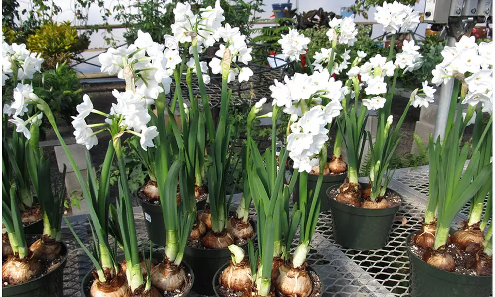 Up to 24 Touch Of ECO Sweetly Fragrant Paperwhite Flower Bulbs