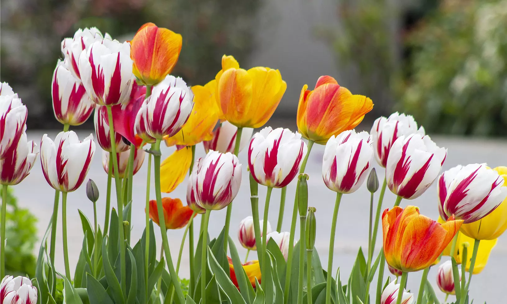 Sweet Sorbet Mixed Tulip Flowers (8, 16, & 40 Bulbs With Planting Tool)
