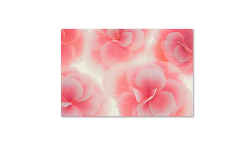 Cora Niele 'Rose Begonia Flowers' Canvas Art - Second Medium