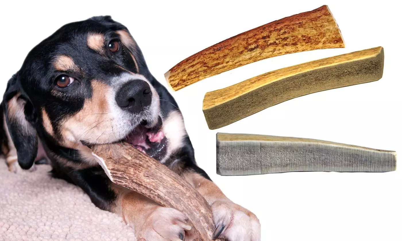 Elk antler dog chew treat - Primary Image