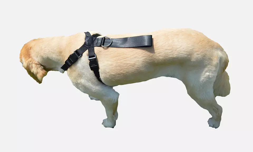 Premium Pet Dog Harness and Safety Seatbelt Car Restraint - Primary Image
