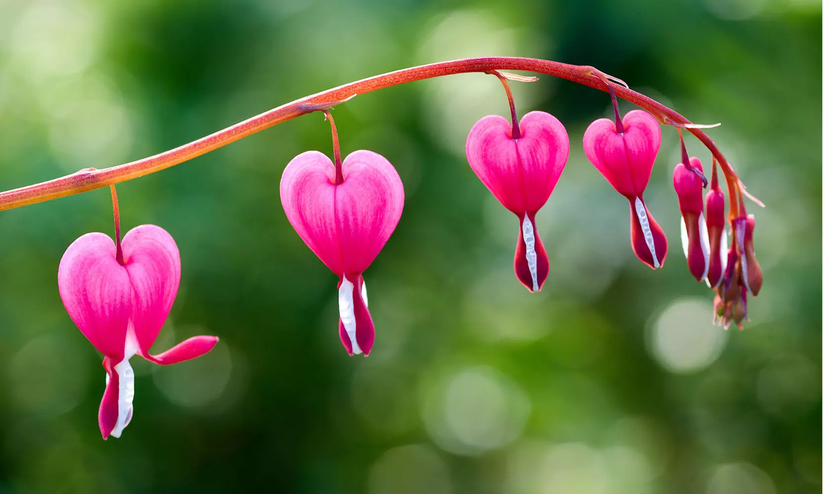 Bleeding Heart Flower Bulbs - Pink or White (2-, 4-, 8-Pack With Planting Tool)