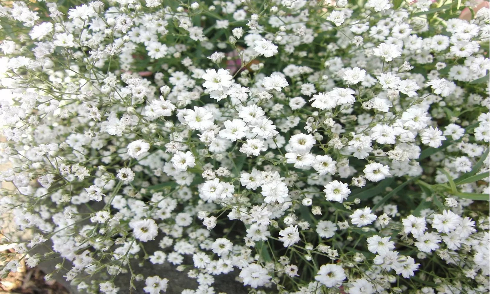 Snowy White Baby's Breath Flower Bulbs (6-,12-, 24-Pack With Planting Tool) 