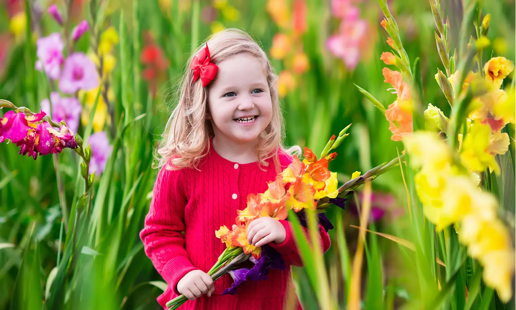 Giant Gladiolus Mixed Flower Bulbs (40-, 80-, 200-Pack with Planting Tool)