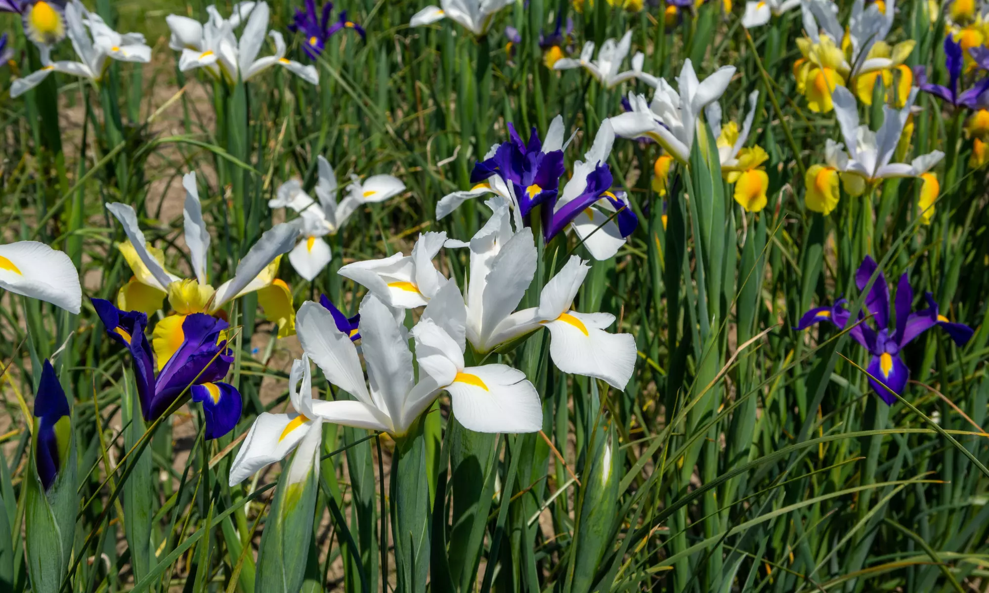 Colorful Mixed Dutch Iris Flower Bulbs (45-, 90-, 180- Pack with Planting Tool) - Primary Image