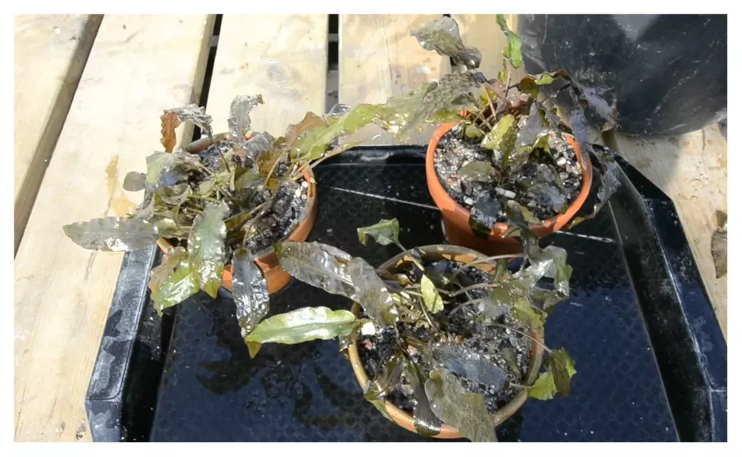 Cryptocoryne wendtii 'tropica' - Live Aquarium Freshwater Java Plants  - Second Medium