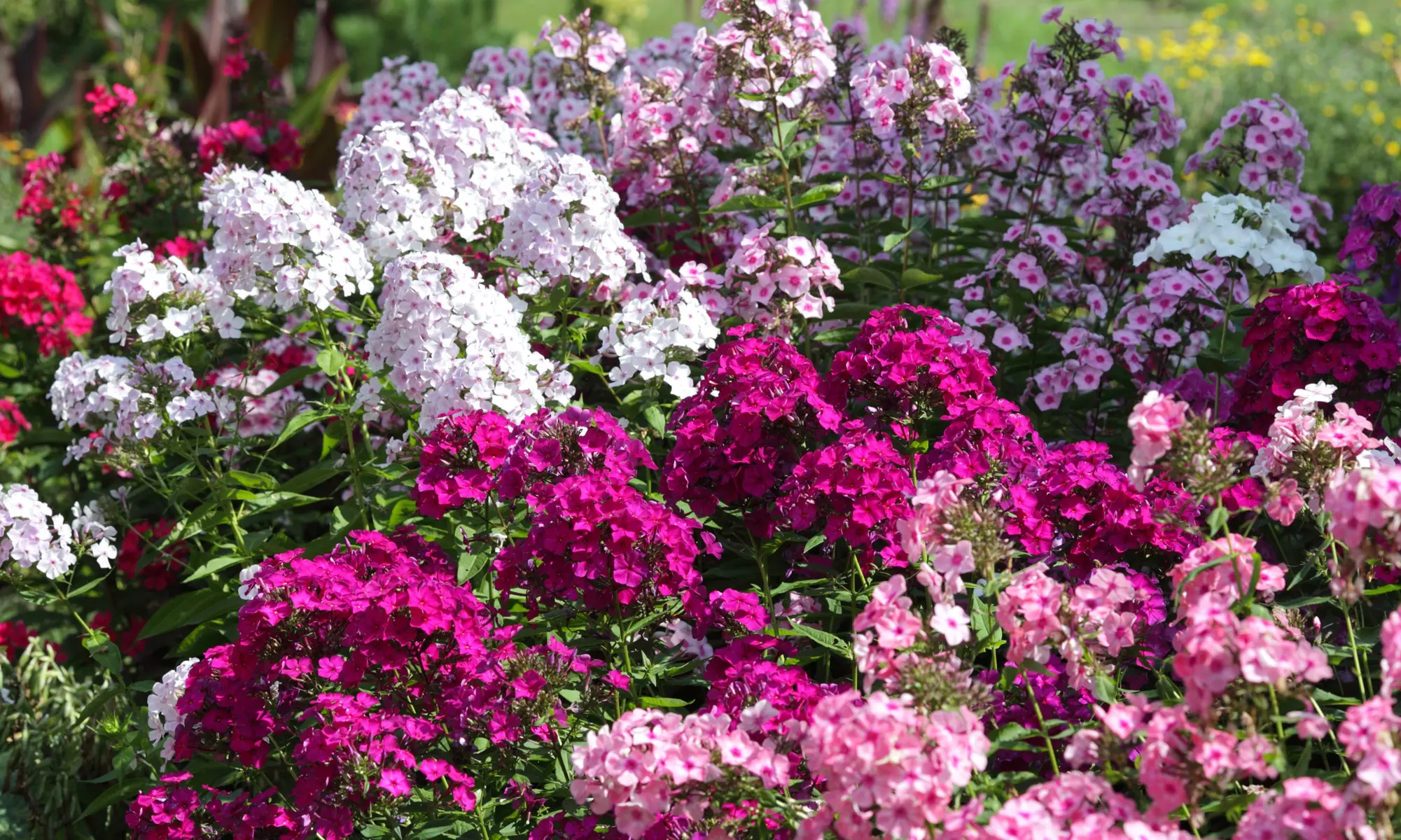 Colorful Mix Garden Phlox Bare Root Flowers (3-, 6-, 12-Pack With Planting Tool)