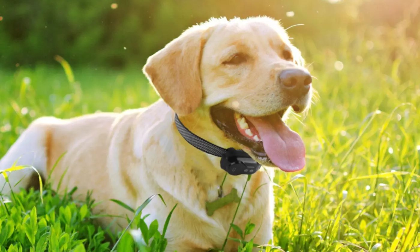 iMounTEK Dog Training Smart Bark Collar with Shock, Vibration, and Beep