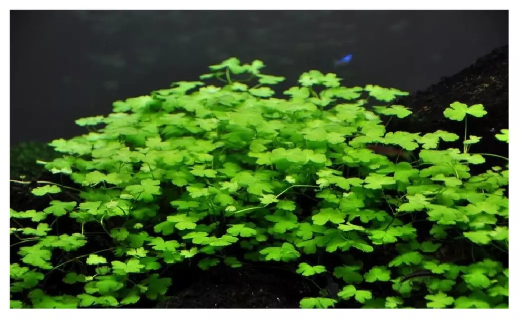 Hydrocotyle tripartita Japan Vitro Culture Fresh Live Aquarium Plants - Second Medium