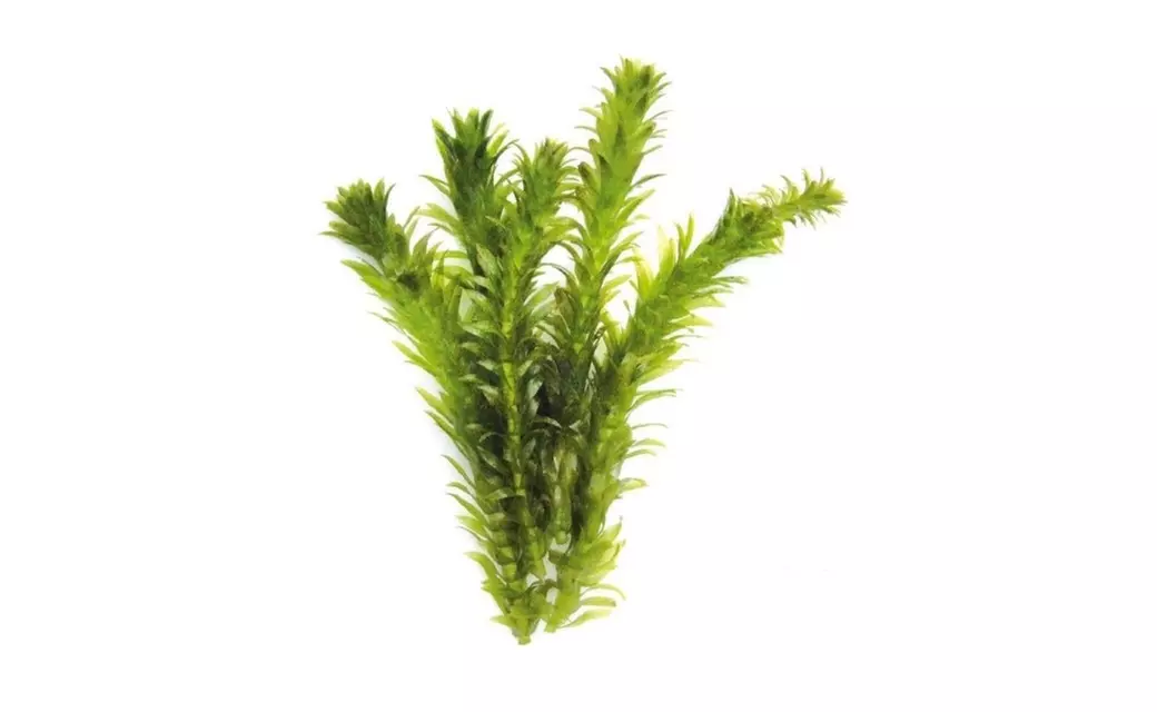 3 x Bunch Anacharis Egeria Elodea Densa Freshwater Live Aquarium Plant - Primary Image