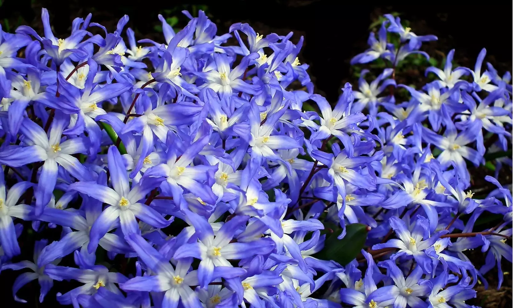 Gentle Glory of the Snow Flowers (15 , 30 , & 60 Bulbs with Planting Tool)