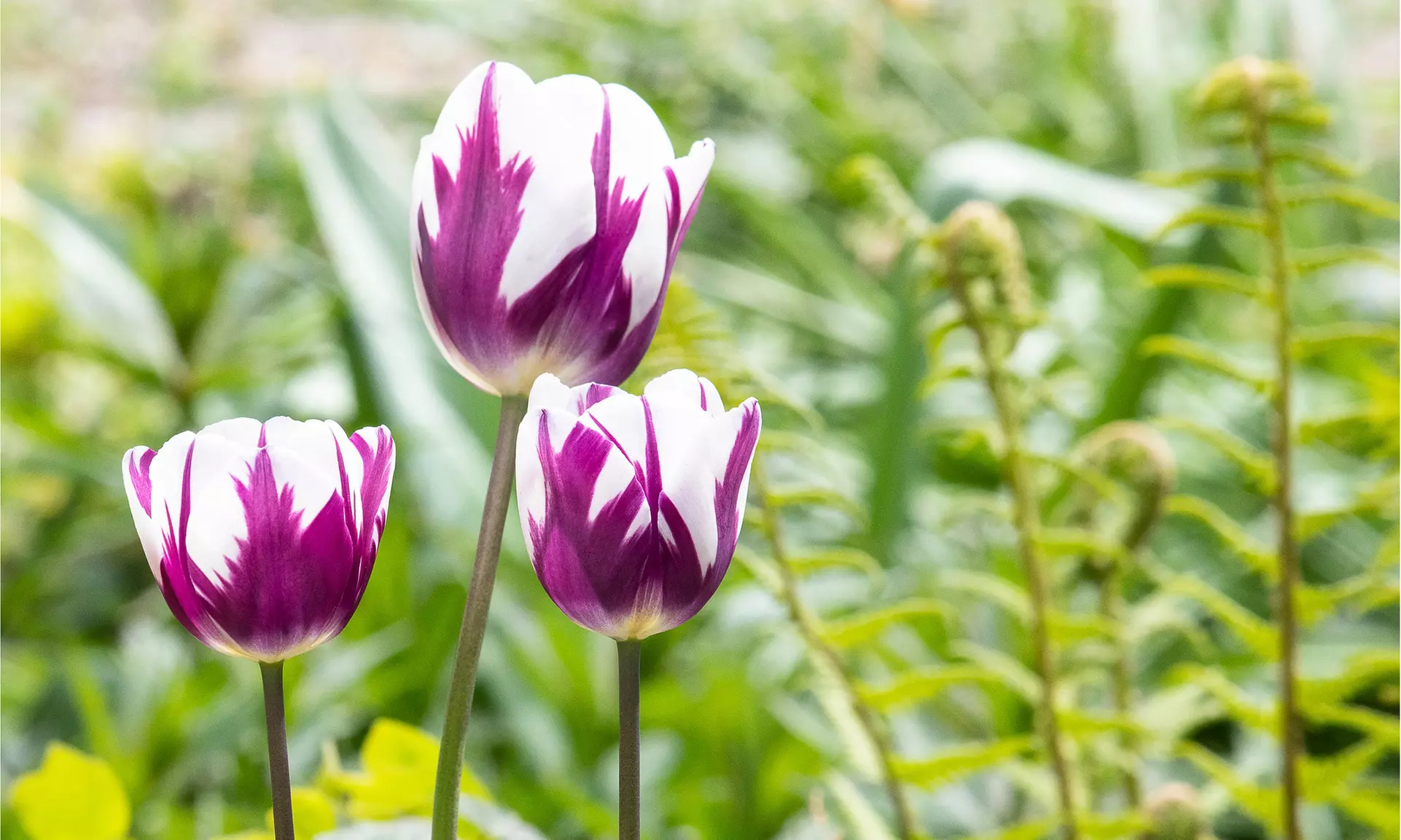 Blueberry Swirl Tulip Flowers (10, 20, & 40 Bulbs with Planting Tool)