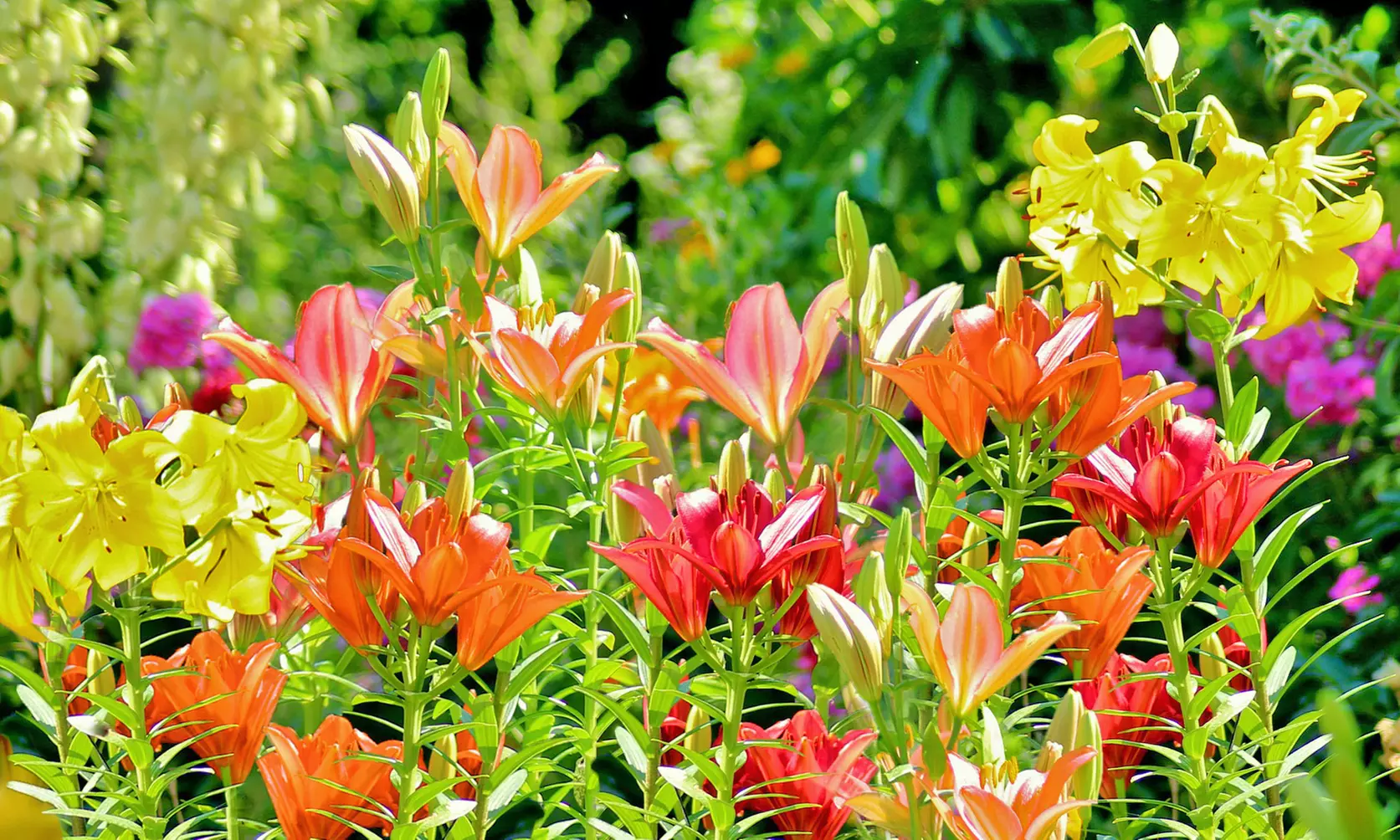 Lovely Lilies Colorful Mixed Flower Bulbs(10-, 20-, 50-Pack with Planting Tool)