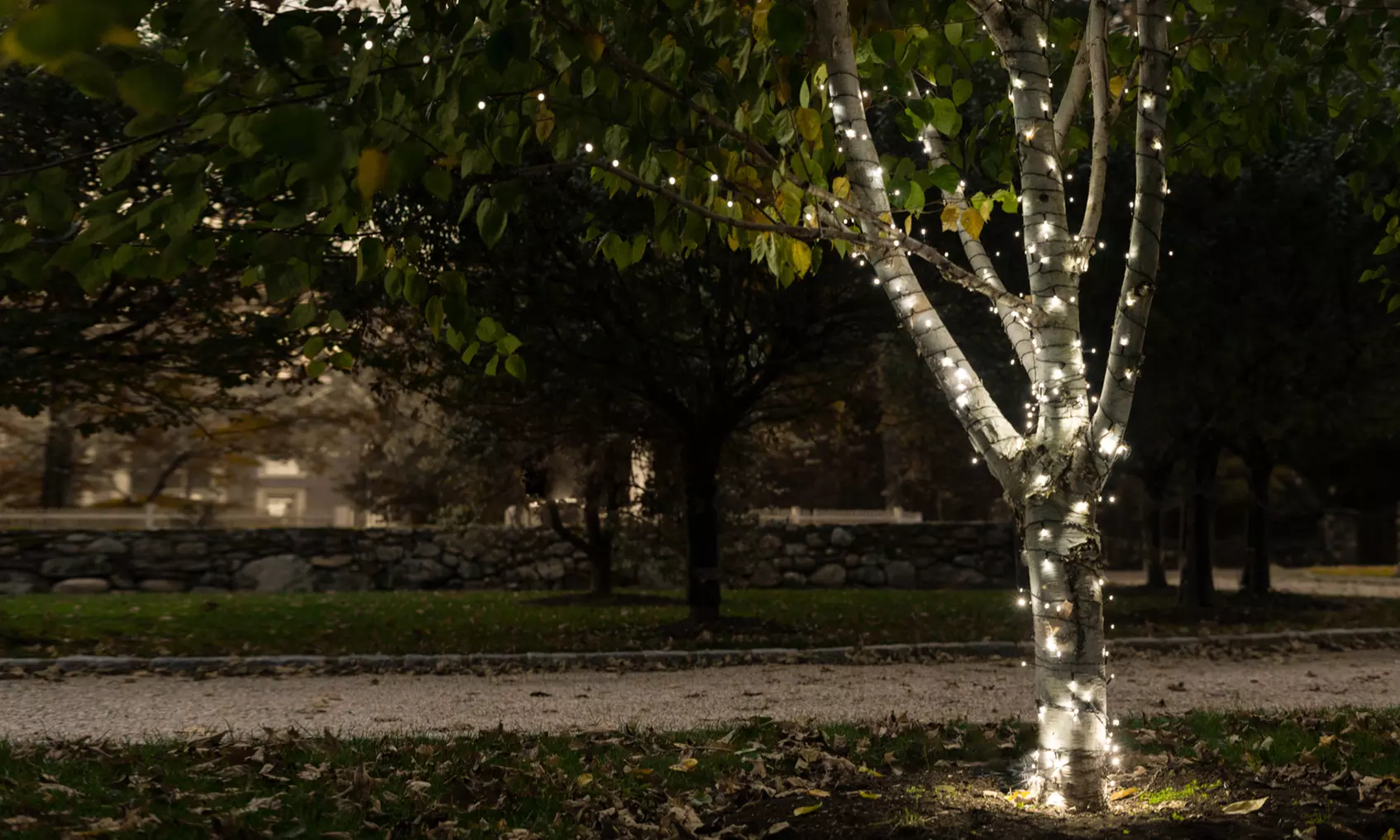 125LED Solar Powered String Lights. Multiple Colors & Quantities Available. 