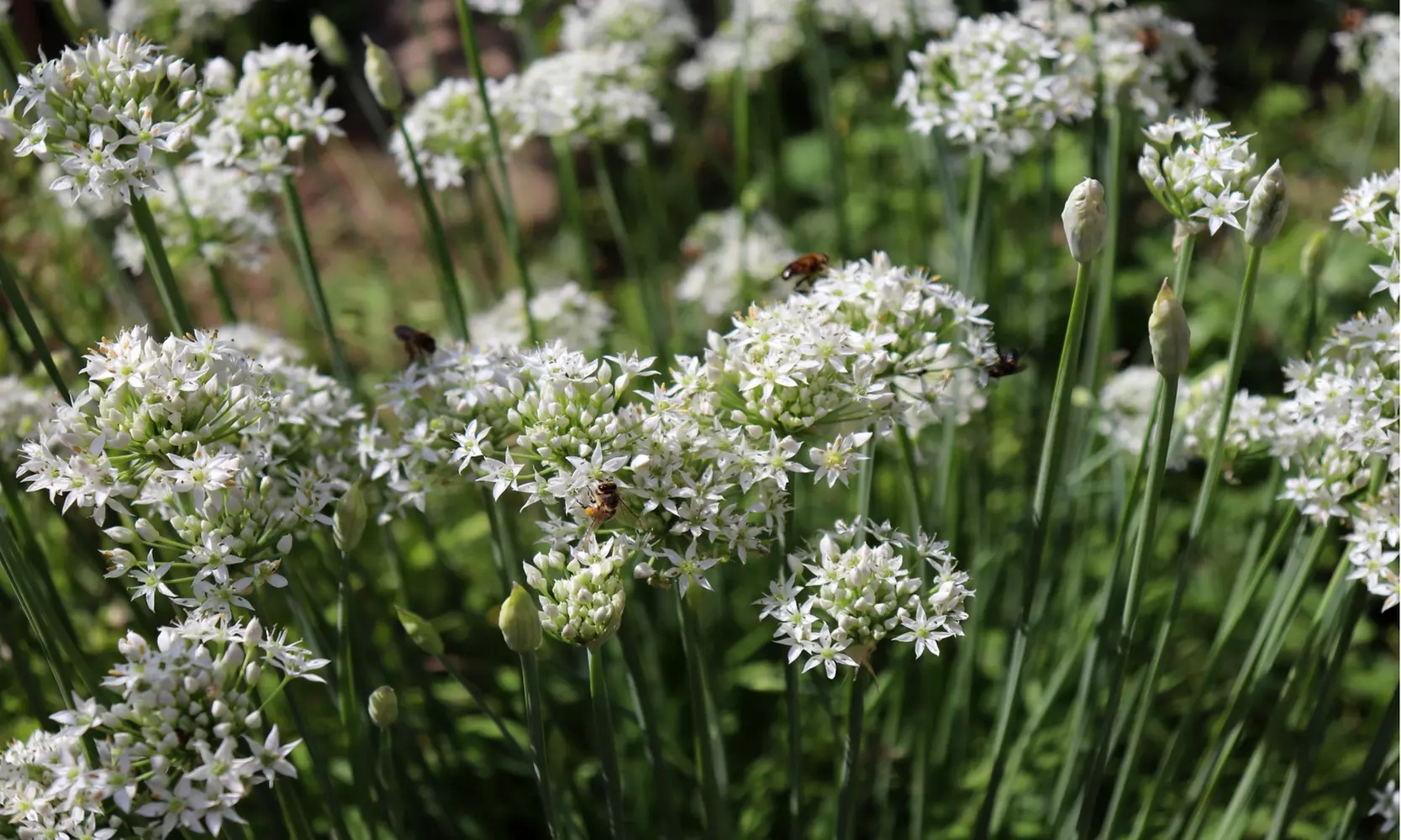 Graceful Beauty White Allium Flowers (15, 30, & 60 Bulbs With Planting Tool)