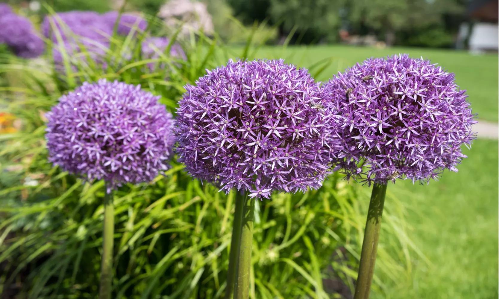 Giant Purple Ornamental Allium Flowers (3, 6, and 12 Bulbs with Planting Tool)