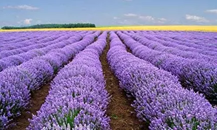 Vera Lavender Seeds, Bulk Lavender, Non-GMO, 50ct, 250ct, 1/4oz, 1/2oz, 1oz - Primary Image