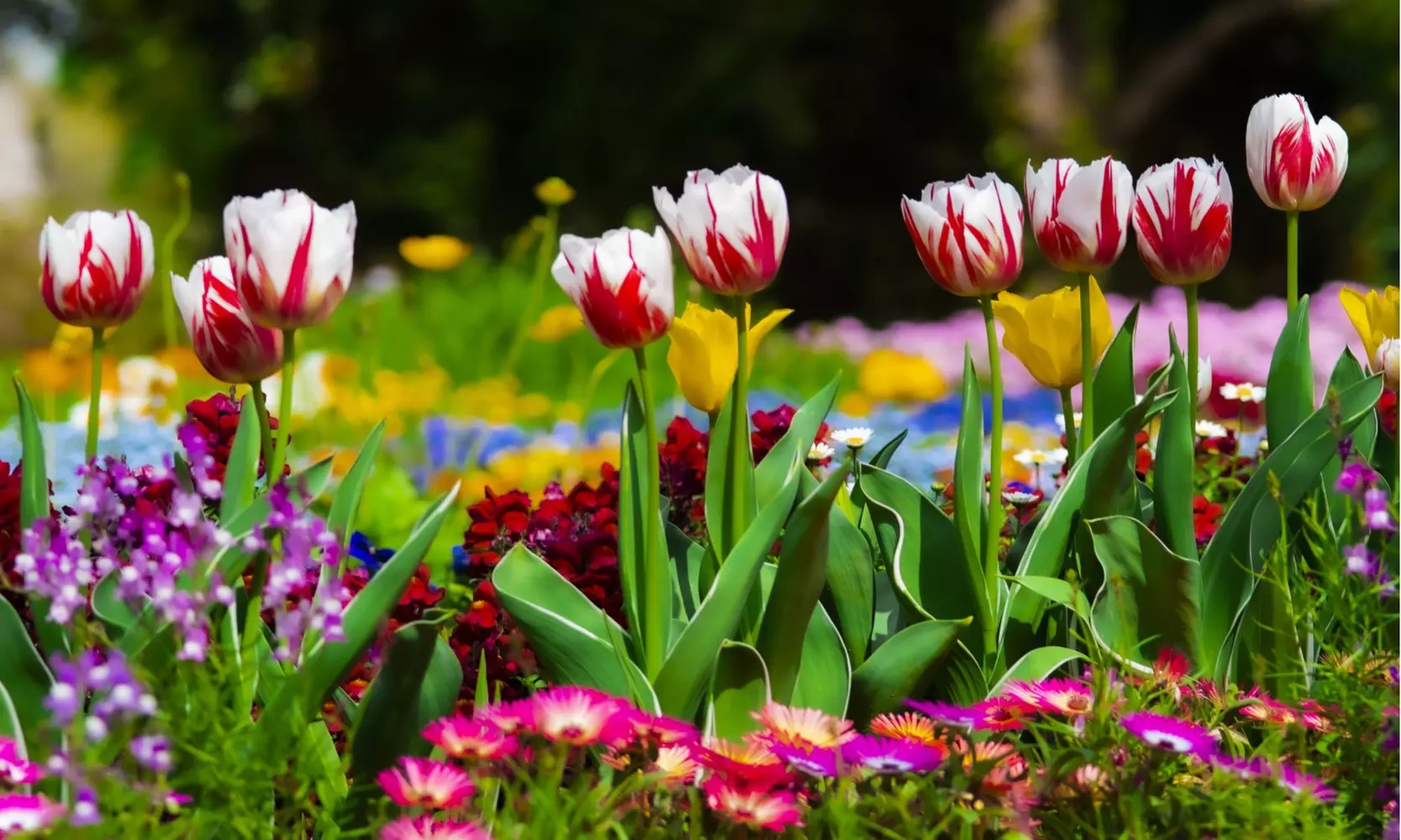 Sweet Sorbet Mixed Tulip Flowers (8, 16, & 40 Bulbs With Planting Tool)