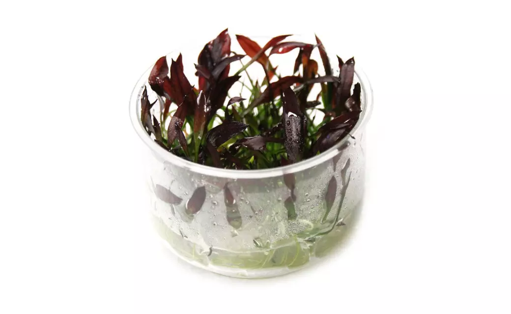 Echinodorus Aflame Freshwater Amazon Red Sword Live Aquarium Plants - Primary Image