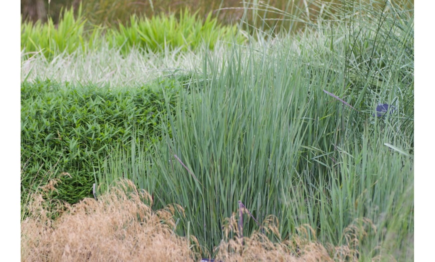 Image 10: Hardy Colour-Changing Grass