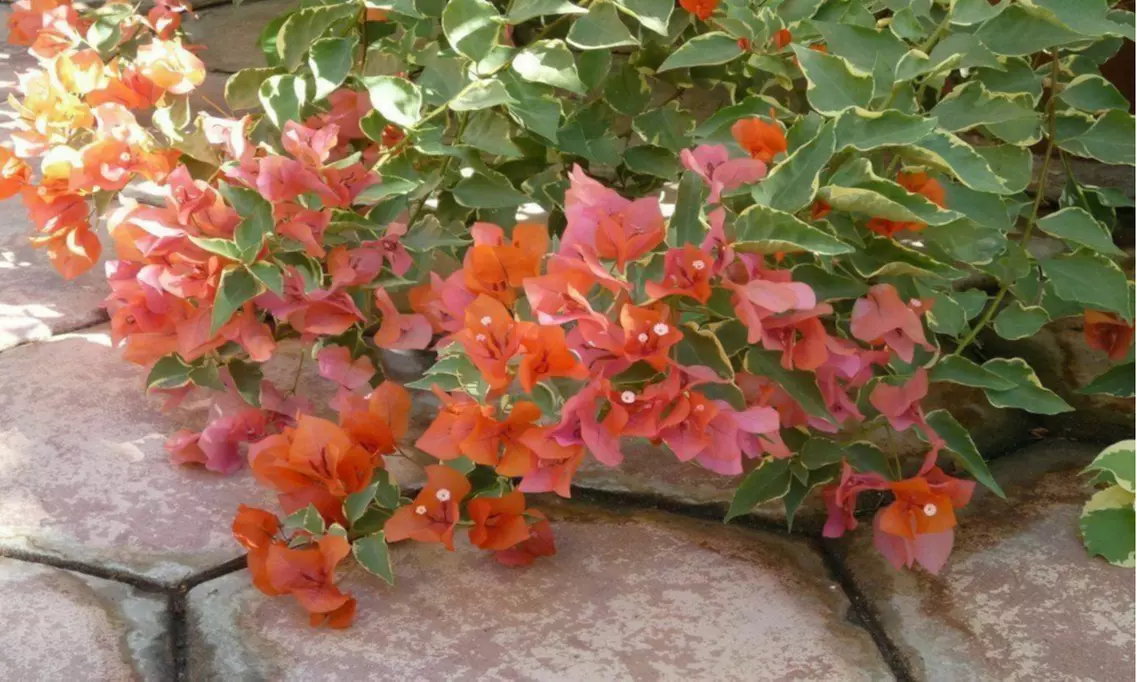 Bougainvillea - 'Orange King' - Primary Image
