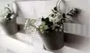 Snowy White Baby's Breath Flower Bulbs (6-,12-, 24-Pack With Planting Tool) 