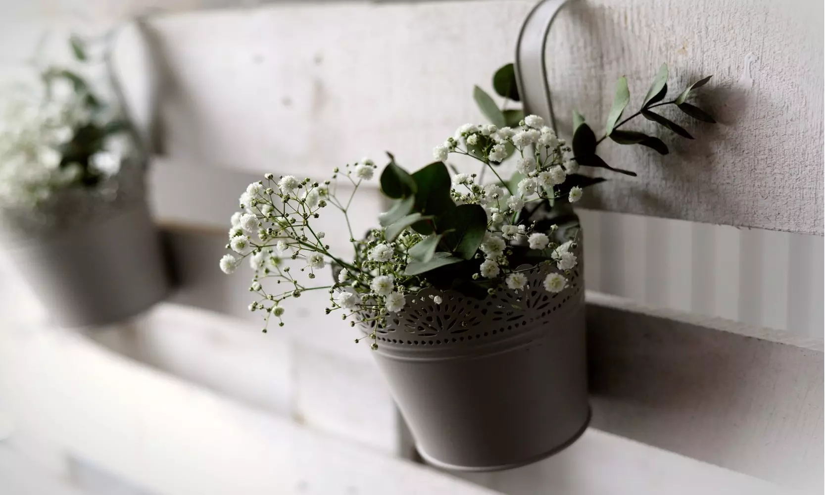 Snowy White Baby's Breath Flower Bulbs (6-,12-, 24-Pack With Planting Tool) 