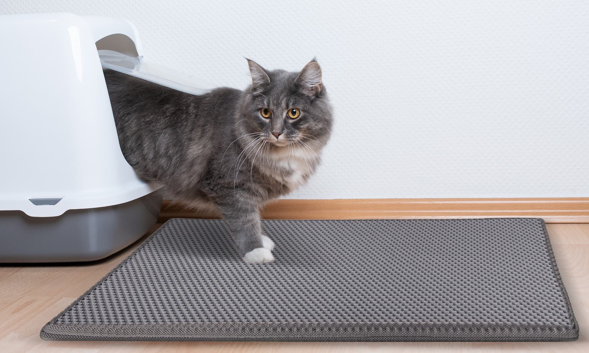 Paws & Pals Cat Litter Mat - Scatter Control, Non-Toxic Washable, Easy Clean - Primary Image