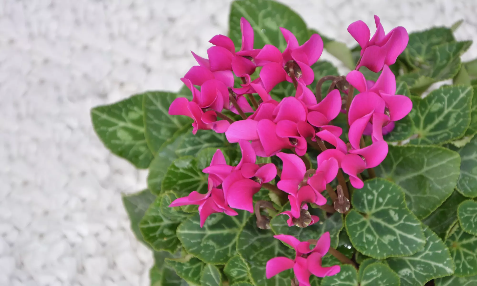 Pretty Pink Cyclamen Coum Flowers ( 3, 6, & 12 Bulbs With Planting Tool)