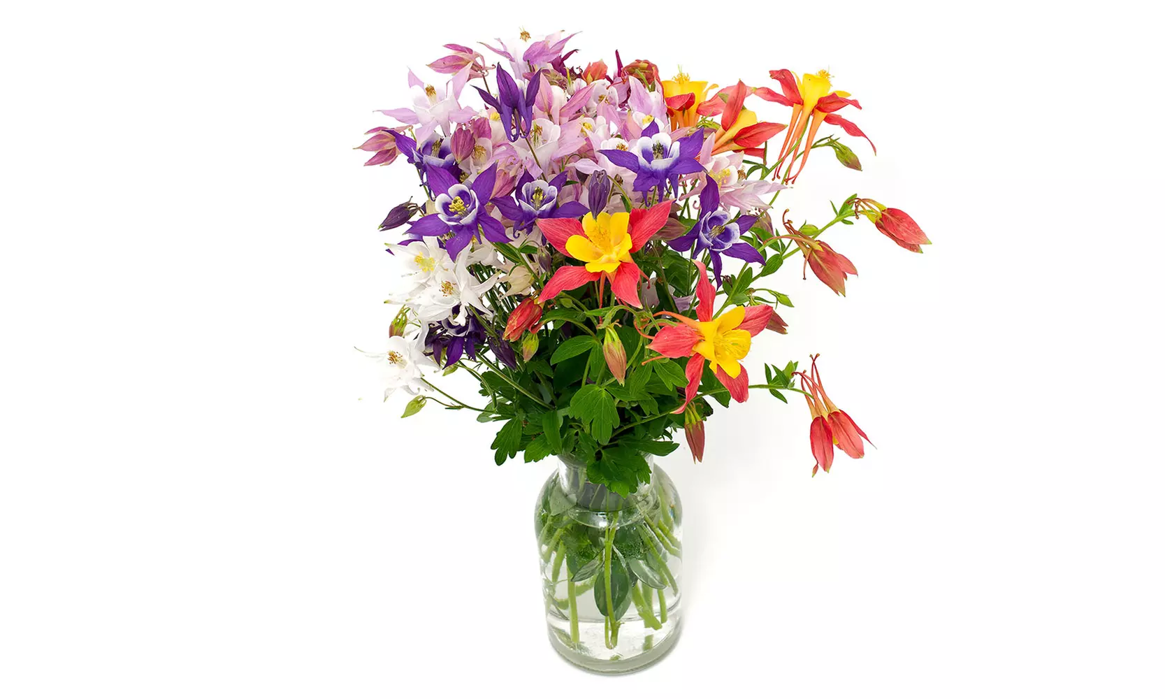 Sweet Caroline Columbine Flower Bulbs (10-, 20-, 50-Pack Planting Tool)