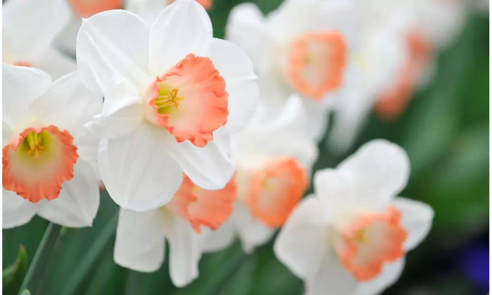 Pink Charm Daffodil Narcissus Flowers (6, 12, & 24 Bulbs with Planting Tool)