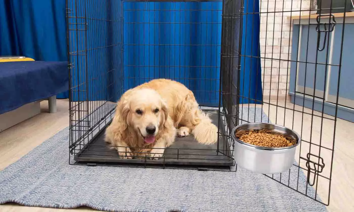 iMounTEK Stainless Steel Hanging Dog Food and Water Crate Bowl for Kennel Cages