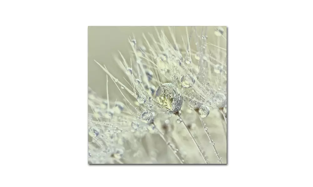 Cora Niele 'Dandelion Dew III' Canvas Art - Primary Image