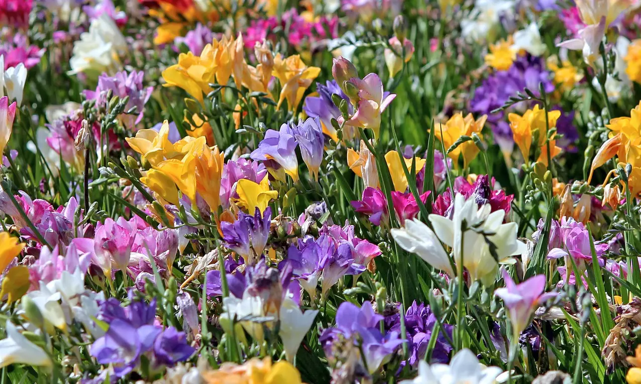 Famously Fragrant Mixed Freesia Flower Bulbs(30Pk,60Pk,or 150Pk w/Planting Tool)