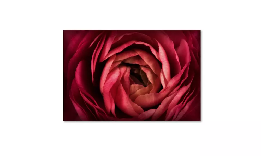 Cora Niele 'Glowing Ruby Red Ranunculus' Canvas Art - Second Medium