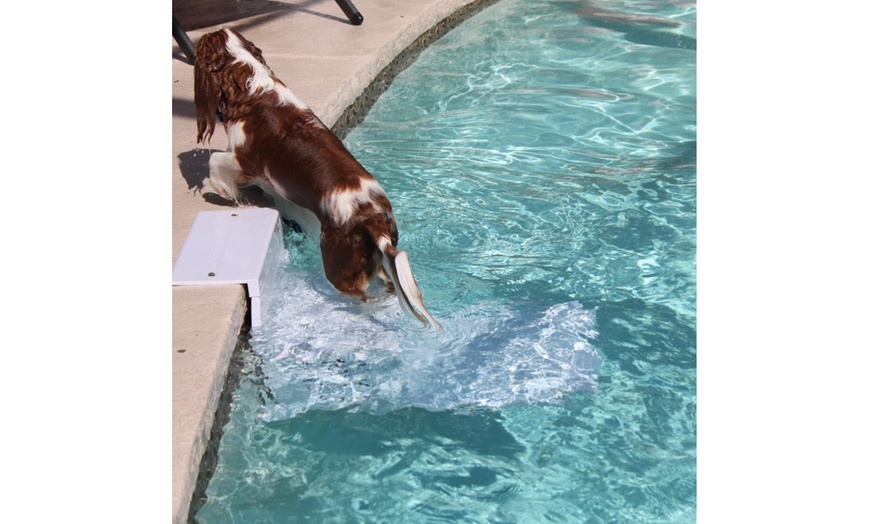 Paws aboard outlet pool pup steps