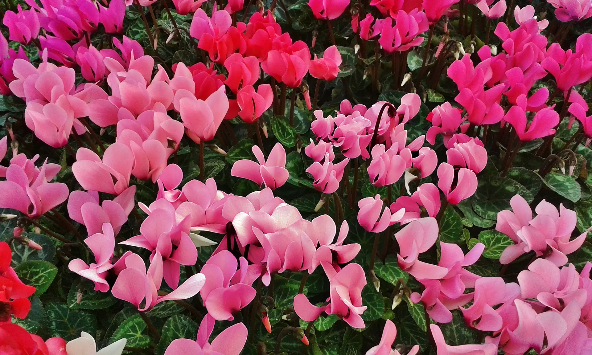Pretty Pink Cyclamen Coum Flowers ( 3, 6, & 12 Bulbs With Planting Tool)