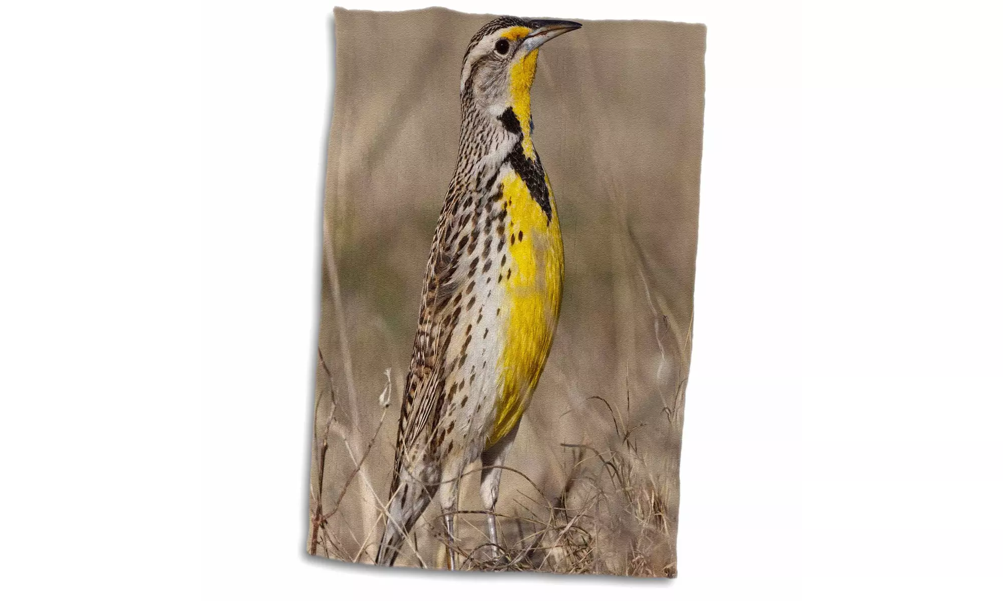  Towel - Western Meadowlark bird, Oklahoma - US37 LDI0029 - Larry Ditto - Second Medium