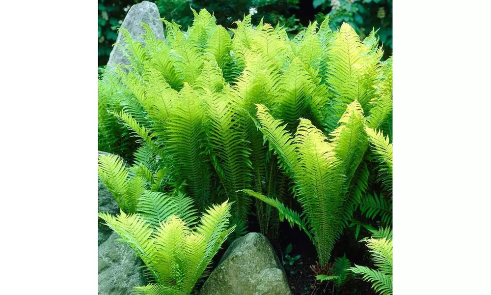 Pre-Order Ostrich Fern Live Bare Root Plugs (3-, 5-, or 7-Pack) (Ships 9/11/17) - Primary Image