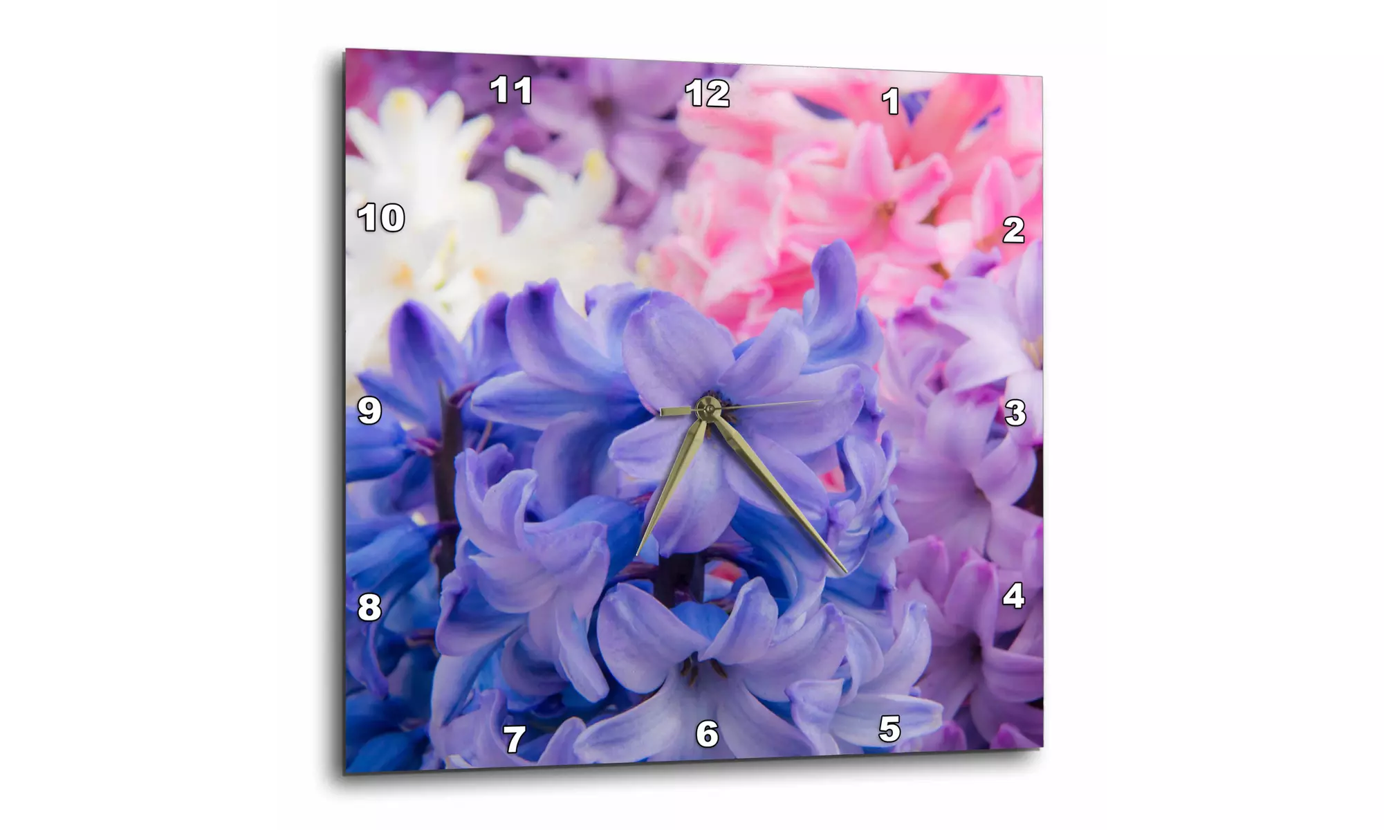  The Netherlands, Lisse, Keukenhof Gardens. Close-up of Hyacinth plant.  - Second Medium