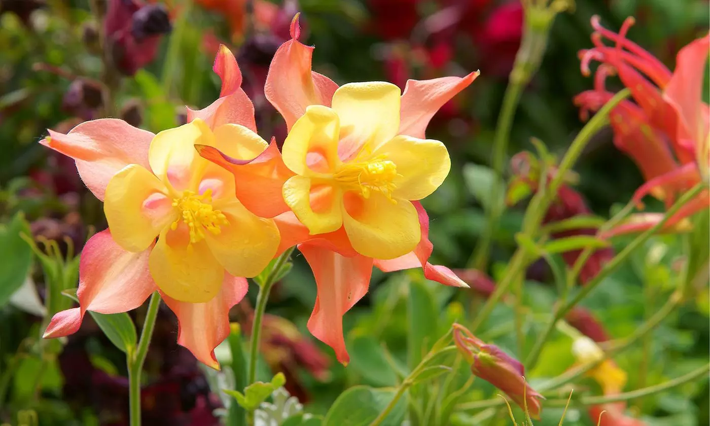 Sweet Caroline Columbine Flower Bulbs (10-, 20-, 50-Pack Planting Tool)