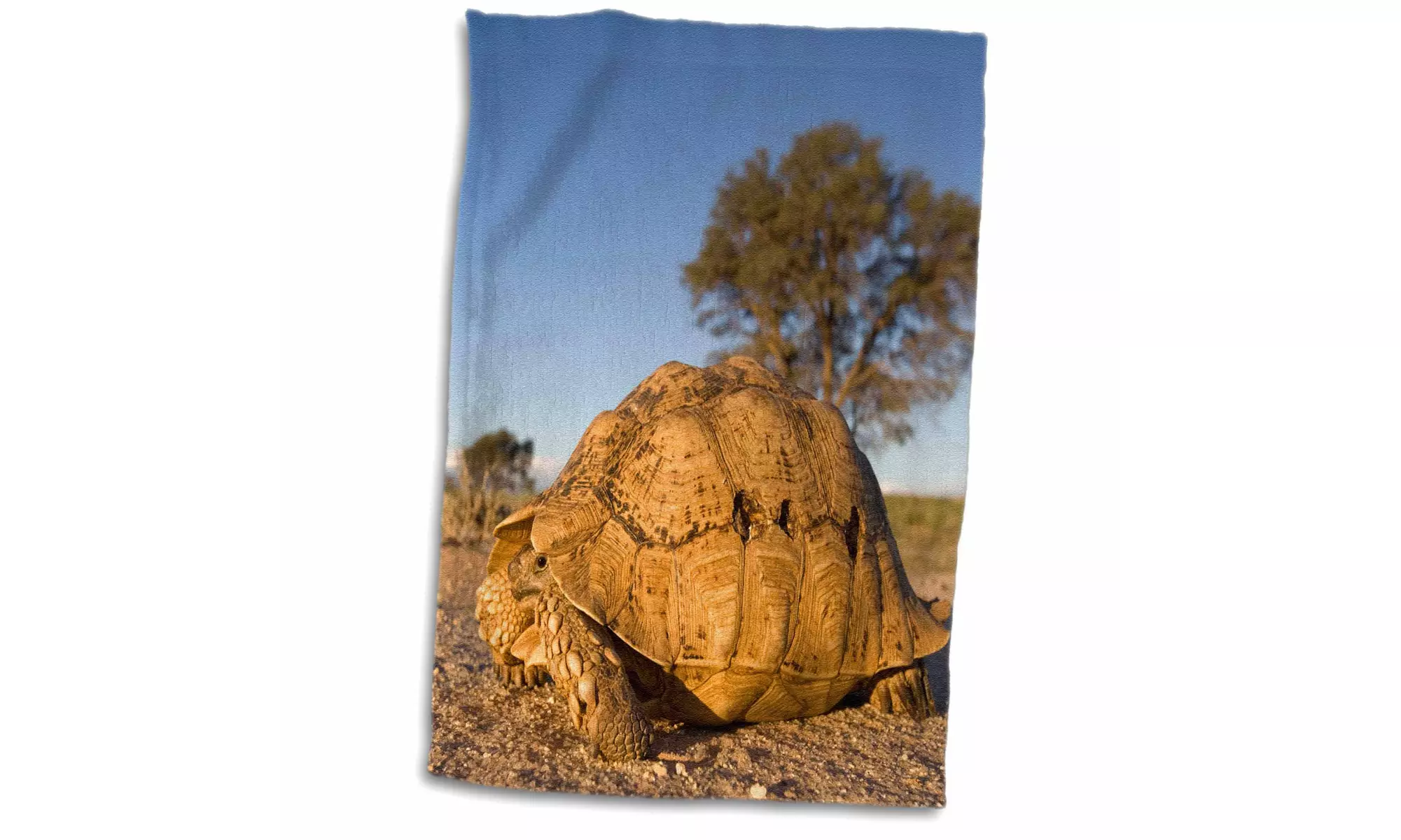 Towel - South Africa, Leopard Tortoise, Kalahari Desert-AF42 PSO0222 - Primary Image