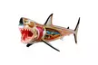 4D Vision Great White Shark Anatomy Model - Second Medium
