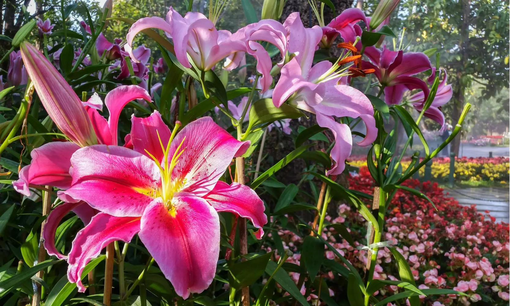 Butterflies Love Lilies - Colorful Flowers- Multiple Bulb Varieties & Pack Sizes