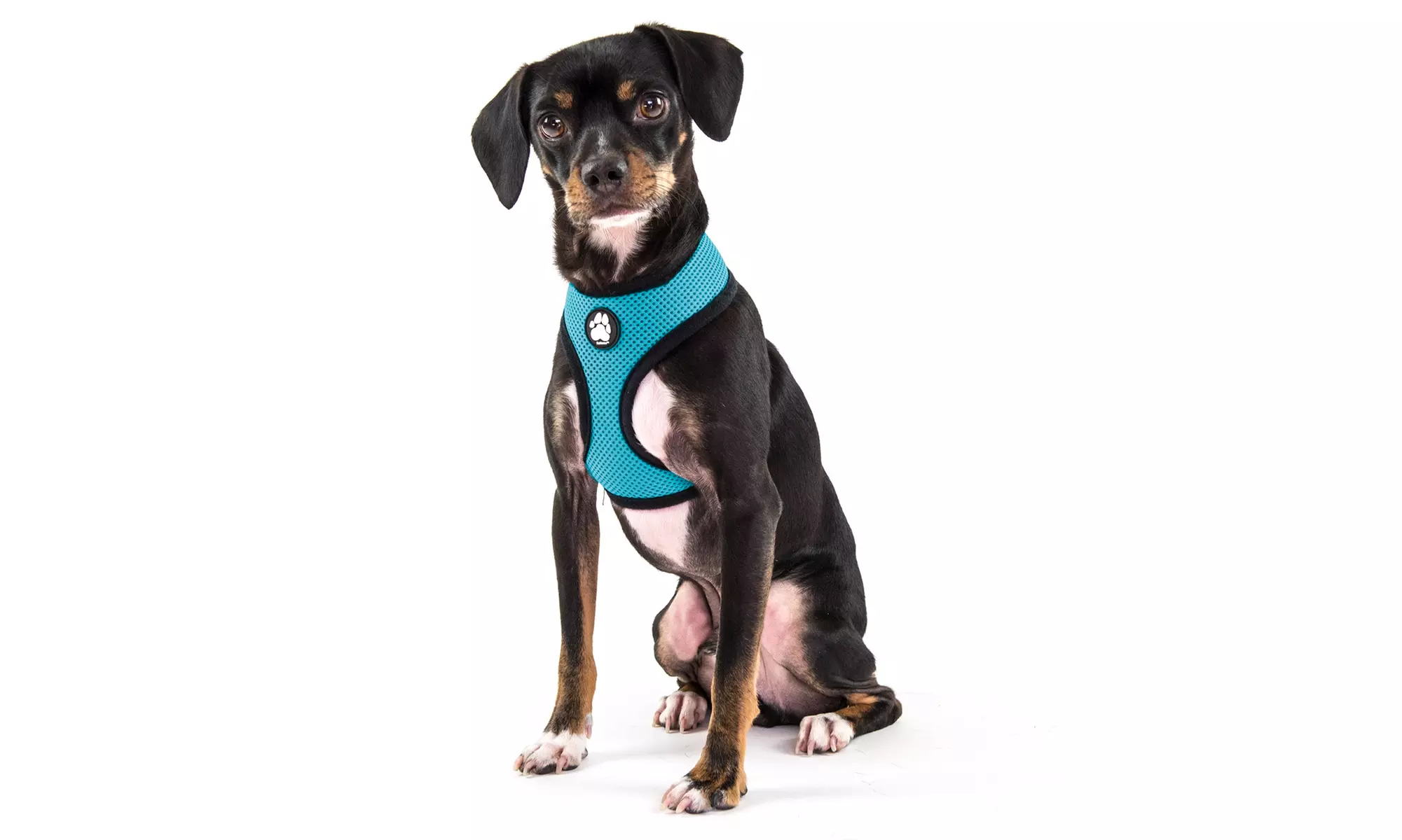 FurHaven Pet Easy Comfort Mesh Dog Harness